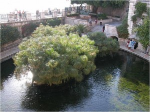 世界遺産シラクーサ アレトゥーサの泉