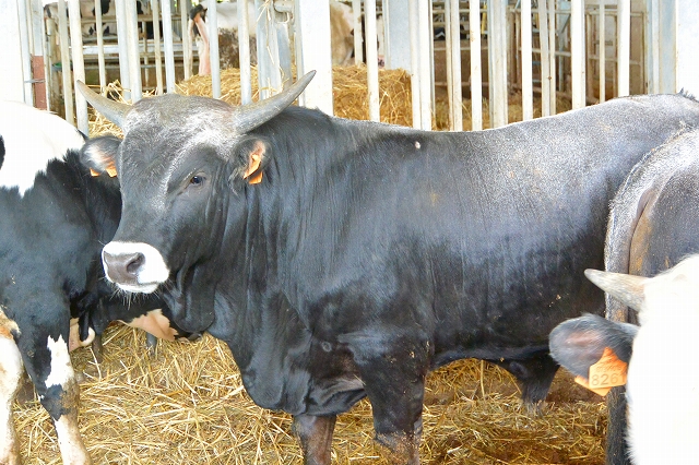 マッセリア・ピラーノのポドリコ牛