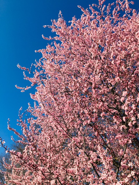 フィレンツェの桜