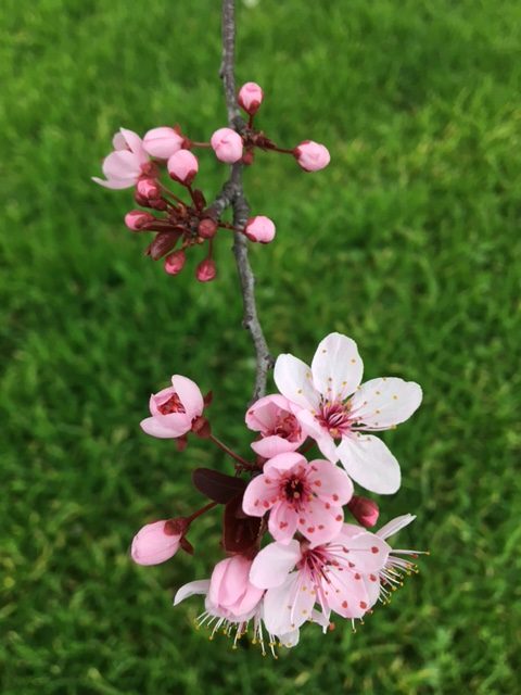 フィレンツェの桜